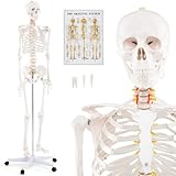 COSTWAY 180cm Life Size Human Skeleton Model, Medical Anatomical Human Body Skeleton with Rolling Stand, Human Anatomy Poster and Dust Cover for Anatomy Classes