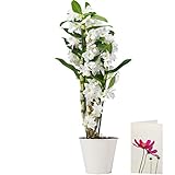 White Dendrobium Orchid Plant Delivered | Free UK Delivery | Pot Included | FREE Personalised Card & Message | Our Orchids are the Perfect Indoor House Plants | An Ideal Fresh Flower Gift for the Home