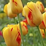 5 x Tulipa Darwin Hybrid Olympic Flame – Bright Red & Yellow Blooms – Spring Flowering Bulbs – Suitable for Beds & Borders – Perennials – for Your Beautiful Garden