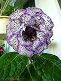 RIC 100 pcs/Gloxinia Bag Plant, Bonsai Sinningia Gloxinia Seeds, Fascinating Flowers Seeds, Perennial Plants for The Home Garden vase 13: Only Seeds