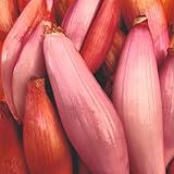Shallot (Banana) 'Simiane' – Gourmet Sweet Pink-Fleshed Shallots for Cooking & Storage – Veg Saver Seeds, 1 x Packet 10 Seeds, by Thompson & Morgan