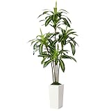 Alupssuc 6FT Artificial Dracaena Tree with White Tall Pot, Lifelike 5 Trunks Faux Artificial Plants Indoor, Large Fake Tree for Office Home Living Room Porch Patio Floor Decoration