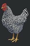 Barred Plymouth Rock Hen Chicken Lovers: Daily Planner - Undated Daily Planner for Staying on Track (6" x9")