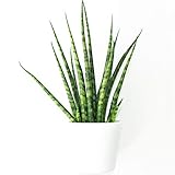 Sansevieria Cylindrica - African Spear - Cylindrical Snake Plant | Indoor Houseplant for Home or Office