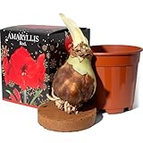 Amaryllis Red (1 Bulb) - Houseplant for Easy Indoor Growing - in a Gift Box with Pot & Compost by Jamieson Brothers
