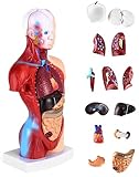 QWORK® 15-Part Painted Human Body Model, Human Torso Organ Anatomical Model for Medical Learning Researching Display, 11 Inch / 28 cm