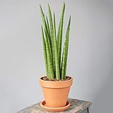 Premium Sansevieria Cyclindrica African Spear or Cylindrical Snake Plant | Elegant Potted Houseplant | 30-40cm with Pot