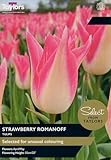 Taylors Bulbs SE575 Select Range Tulip Strawberry Romanoff 7 Bulbs Pre-Pack