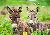 Edition Seidel Premium Calendar Donkey in Nature 2026 Format DIN A3 Wall Calendar Donkey Calendar Landscape House Donkey Mare Stallion Foal