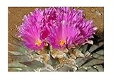 Pcs - 5X Ariocarpus Retusus Subsp. Confusus Cactus Plants - Seeds B694 & Plants Shop by Ipsa