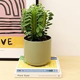 Carbeth Plants - 1 x Euphorbia trigona Cactus Real African Milk Tree in 12cm Pot - Easy to Care for Large Cacti Houseplant - Tall Live Indoor Succulent Ideal for Home and Office