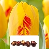 5 x Tulip Olympic Flame Bulbs – Striking Red & Yellow Darwin Hybrids – Bold Spring Blooms for Borders & Beds – Hardy Perennials for UK Gardens