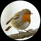 Parastone Museum Collection Domed Glass Paperweight - Robin