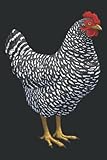 Barred Plymouth Rock Hen Chicken Lover: Daily Planner - Undated Daily Planner for Staying on Track (6" x9")