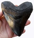 TYMXGHF 5.5 Inch Megalodon (Carcharodon megalodon) Tooth, Black with Serrations, Fossil, Science-Fossils, Adult, Unisex, Indoor, Prehistoric, 1 Player, Automatic, Plastic, No Assembly Required