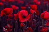 Muralo 672154906 Wild Red Poppy Wallpaper 90 x 135 cm Vinyl Grass Environment Decoration