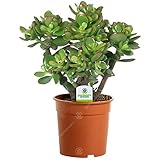 GardenersDream Crassula Ovata Plant in Pot - Live Evergreen Indoor Money Tree - Indoor Flowering Plants for Office - Low Maintenance House Plants - Great Gifts for Plant Lovers (15-25cm incl. Pot)