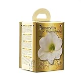 White Amaryllis Flowering Gift Box | Complete Kit with Bulbs | Perfect Festive Flowers | Potting Compost & Pot | Festive Christmas Packaging