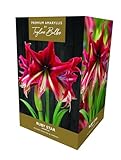 TAYLORS Amaryllis Ruby Star Gift Pack