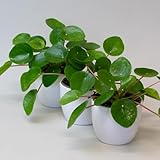 3 x Chinese Money Plant – House Plants Indoor, Pepeormia Peperomiodes in 9cm Pot, Suitable as Office Desk Plant