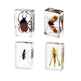 4Pcs Insect in Resin Specimen, Bug Preserved Specimen Collection Paperweights Resin Insects Various Insect Specimen for Office School Biology Display Supplies (Popular)