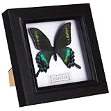 Housoutil Butterfly Shadow Box, Butterfly Specimens in Shadow Box, Blue Morpho Butterfly Framed and Mounted in Black Display for Wall Shelf or Table Display