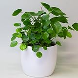 Chinese Money Plant – House Plants Indoor, Pepeormia Peperomiodes in 13cm Pot, Suitable as Office Desk Plant