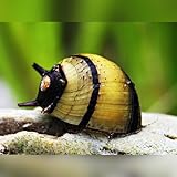 Horn Snail Zebra Algae Eater Neritina Variegata Aquarium Tank Live Snail Fish