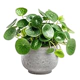 Chinese Money Plant – Pilea Peperomioides in 8.5cm Pot – Easy Growing Indoor Houseplant – Ideal for Home, Office, or Gifts
