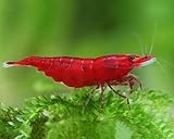 CU AQUATICS 10 x Live Shrimp Blue | Red | Yellow | Black | Cherry Tropical Fresh Water Algae Eater Live Fish