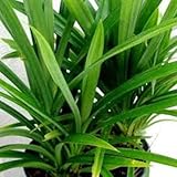 30pcs New Fresh Pandan Plant Seeds