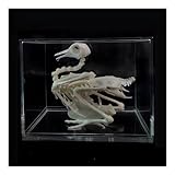 DRXRD Animal Skeleton Model, Resin Animal Specimen with Transparent Box, Skeleton Splicing Complete Animal Taxidermy, for Study of the Basic Structure of Vertebrate Bones and Joints Pigeon