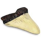 Carcharodon Megalodon Giant Shark Tooth with Serrations,Suitable for Museums, Schools, Home Collections(5.5inch White)