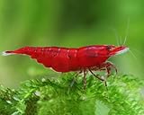 CU AQUATICS Bloody Mary Live Shrimp Algae Eater Tropical Fresh Water Live Cherry Shrimps Fish