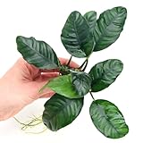 K2AQUA Anubias Coffeefolia Live Aquarium Plant Low Maintenance Hardy Tropical Aquascaping Decoration Perfect for Freshwater Tropical Fish Tanks Easy Care Low Maintenance
