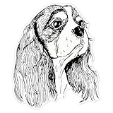 Azeeda 'Cavalier King Charles Head' Clear Premium Vinyl Decal Stickers – Waterproof, Durable & Easy to Apply - for Car Bumpers, Windows, Bins & More - Large (210mm) (DC00110991)