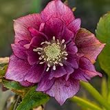 Hellebore Double Ellen Red in a 9cm Pot