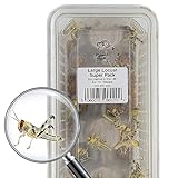 Livefoods4u Large Locust Live Food (2-3.5cm) - Mega Super Tub 25 - Perfect for Reptiles - Sustainably bred
