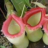 50Pcs Nepenthes Seeds Decorative Tropical with Pouch Carnivorous Plants Seeds for Home - White Nepenthes Seeds - Flower Seeds Vegetable Seeds Fruit Seeds Garden Plant Seeds