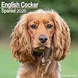 English Cocker Spaniel 2026 Calendar | Square Wall Calendar | Dog Breed Gift | Plastic Free Packaging | by Avonside Publishing