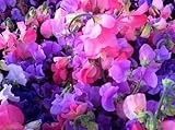 Sweet Pea Royal Family Mixed 50 Seeds