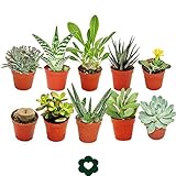 Set of 10 Different Succulent Plants - 5,5cm Pot im Set