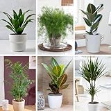 YouGarden Houseplant Collection, Six Plants in 12cm Pots, Beautiful Evergreen, Easy to Grow Air Plants for Homes and Offices, Scandy Style