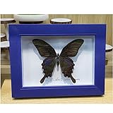 Real Taxidermy Butterfly - Framed Beautiful Butterfly Wall Decor - Naturals Real Taxidermy Mounted Under Glass (Bewitching Butterfly)