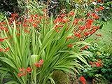 25 X RED CROCOSMIA Lucifer Seeds PERRENIAL