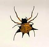 Real Spiny Spider in 38mm Crystal Clear Lucite Resin Specimen Preserved Arachnoids Taxidermy Crafts Collection for Biology Science Education & Desk Ornament Display Small Paperweight