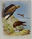 White-tailed or Sea Eagle (adult & young), Osprey, Plate 33 Lithograph