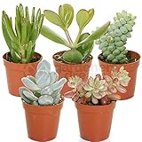 GardenersDream 5 Succulent Plants - Real Indoor Plants for Desks, Shelves, and Windowsills - Healthy and Lively Air Purifying Plant - Great Gifts for Plant Lovers (5-25 cm)