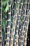 Giant Bamboo Dendrocalamus Asper 10+ Seeds