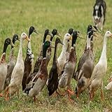 12 Fertile Duck Hatching Eggs FREE RANGE Healthy Mixed Crossed Breeds & Sizes